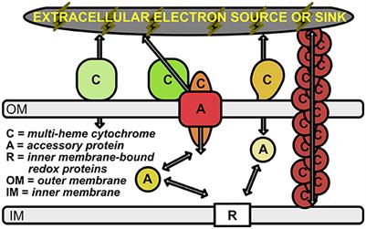 Large-scale prediction of outer-membrane multiheme cytochromes uncovers hidden diversity of electroactive bacteria and underlying pathways